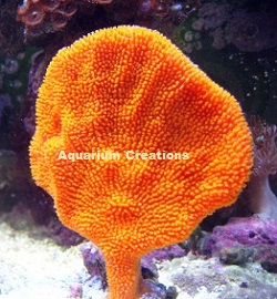 Picture of Orange Fan Sponge