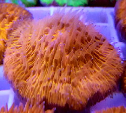 Picture of Neon Orange Fungia Plate Coral