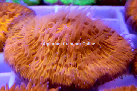 Picture of Ultra Orange Fungia Plate Coral from Australia