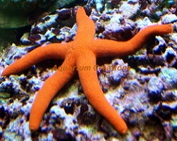 Picture of Orange Linckia Sea Star