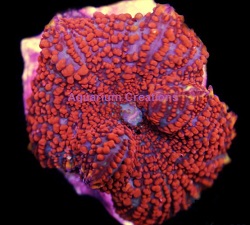 Picture of Superman Mushroom Coral, Rhodactis Inchoata