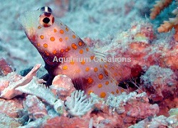 Picture of Orange Spotted Goby