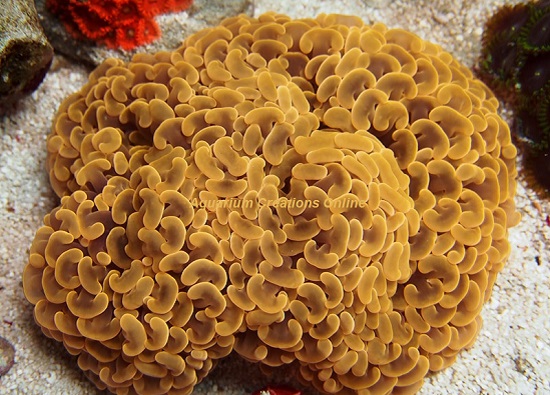 Picture of Orange Hammer Wall Coral, Australia