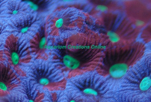 Picture of Captive Grown: Painted War Coral