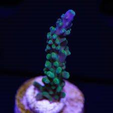 Picture of Paletta Tri-Color Acropora Aquacultured
