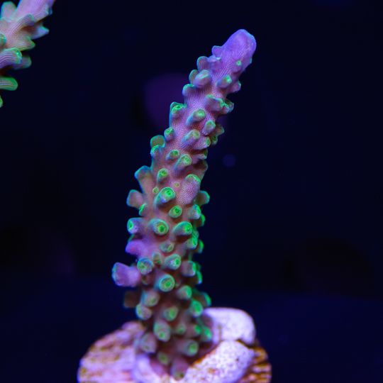 Picture of Aquacultured Paletta Tri-color Acropora