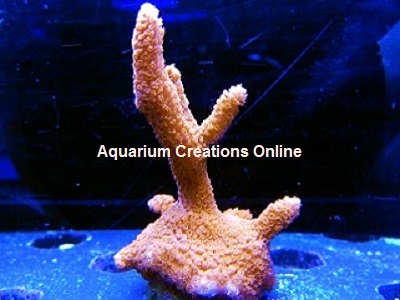 Picture of Aquacultured Bubblegum Montipora Digitata