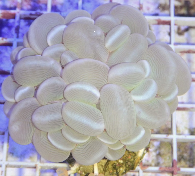 Picture of Aquacultured Pearl Bubble Coral