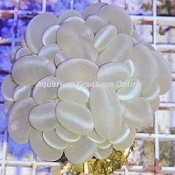 Picture of Pearl Bubble Coral, Australia