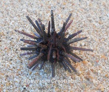 Picture of Pencil Urchin