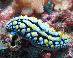Picture of The Warty Nudibranch
