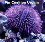 Picture of Pin Cushion Urchin