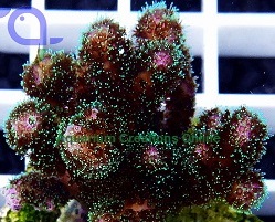 Picture of Pink and Green Pocillopora Damicornis