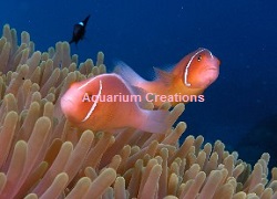 Picture of Pink Skunk Clownfish
