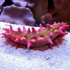 Picture of Bright Pink Spiny Sea Cucumber