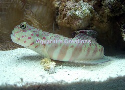 Picture of Pink Spotted Shrimp Goby