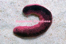 Picture of the Pink & Black Sea Cucumber