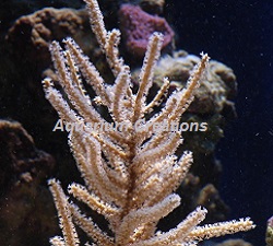 Picture of ORA Aquacultured Grube's Gorgonian