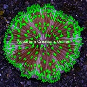 Picture of Neon Pin Wheel Plate Coral, Australia