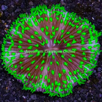 Picture of Aussie Pinwheel Plate Coral, Fungia sp.
