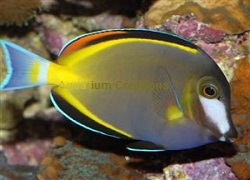 Picture of Powder Brown Tang