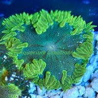 Picture of Premium Green Rock Flower Anemone