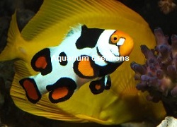 Picture of Premium Picasso Clownfish