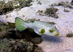 Picture of Narrow-Lined Puffer