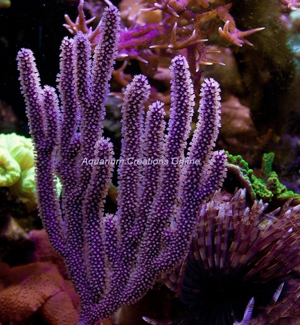 Picture of Purple Candleabra Seafan