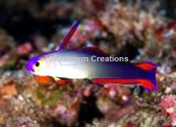 Picture of Purple Firefish