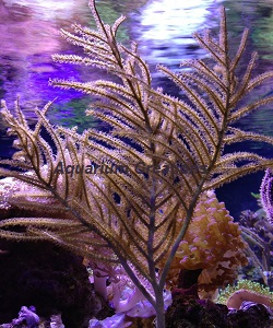Picture of Purple Frilly Gorgonian