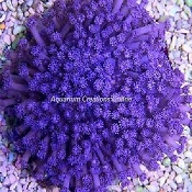 Picture of Purple Flower Pot Coral, Goniopora sp., Australia