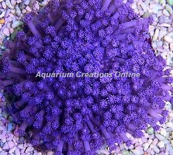 Picture of Purple Flower Pot Coral, from Australia