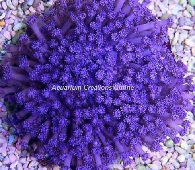 Picture of Purple Flower Pot Coral, Goniopora sp.