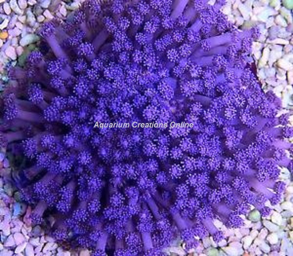 Picture of Purple Flowerpot Coral, Purple Gonipora sp.