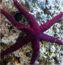 Picture of Purple Linckia Starfish