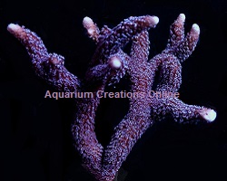 Picture of Purple Montiora Digitata is a spectacular branching purple Montipora