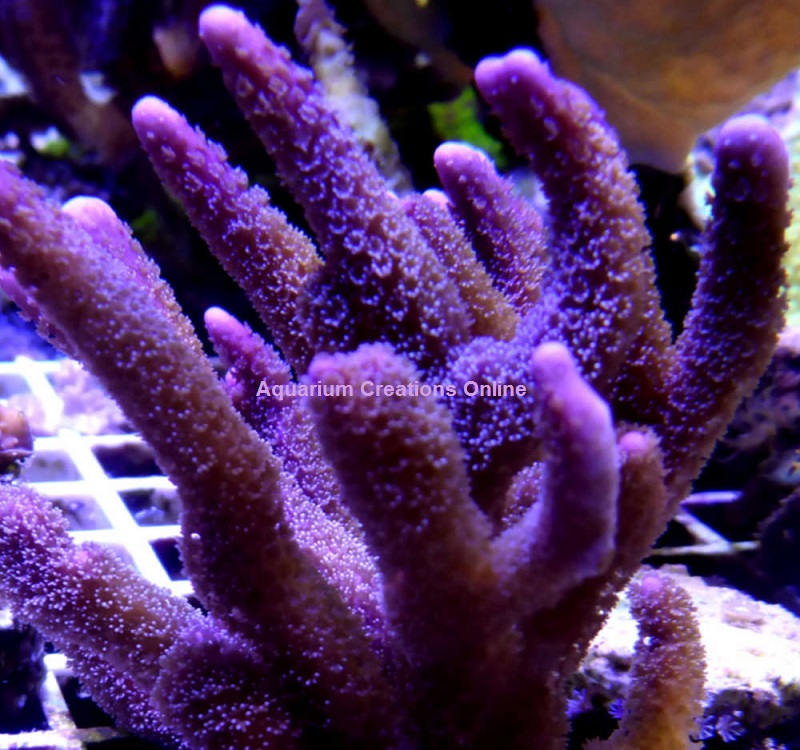 Picture of Purple Montipora Digitata, Aquacultured