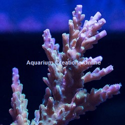 Picture of The Purple Nana Acropora, Aquacultured by ACOL