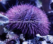 Picture of Purple Short Spine Pin Cushion Urchin