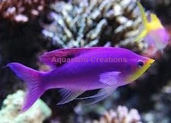 Picture of Purple Queen Anthias