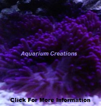Picture of All Purple Sebae Anemone
