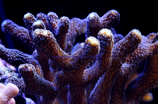 Picture of Aquacultured Purple Stylophora pistillata Coral