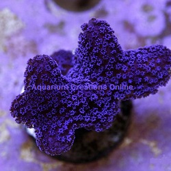 Picture of Aquacultured Purple Stylophora, Stylophora pistillata