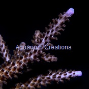 Picture of Purple Tip Stasghorn Acropora, Aquacultured