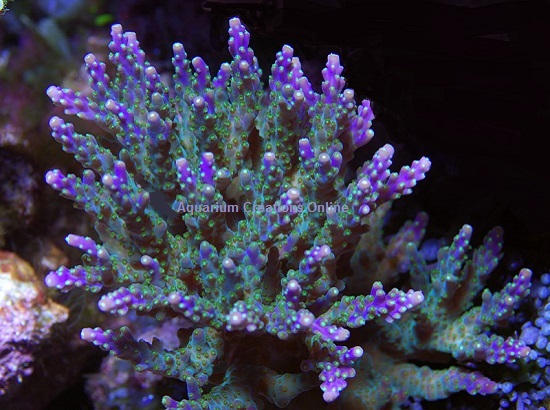 Picture of Purple Tri-color Valida Acropora