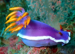 Picture of Purple and Yellow Sea Slug