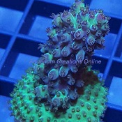 Picture of Aquacultured Purple Gemmifera Acropora