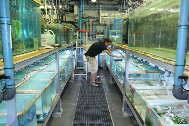 Image shows Before Shipping Aquarium Creations Online Quarantines Saltwater Fish for 25 to 60 days, depending on species