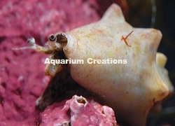 Picture of Captive Raised Queen Conch